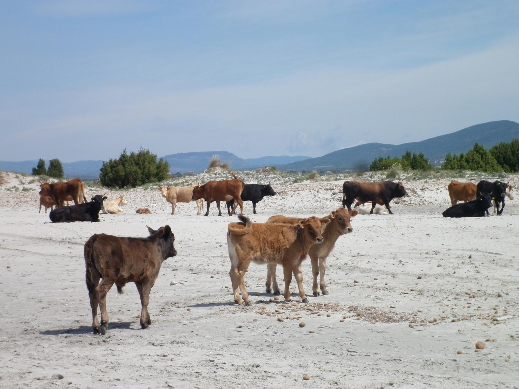 B&B Nuraximannu Santadi Εξωτερικό φωτογραφία